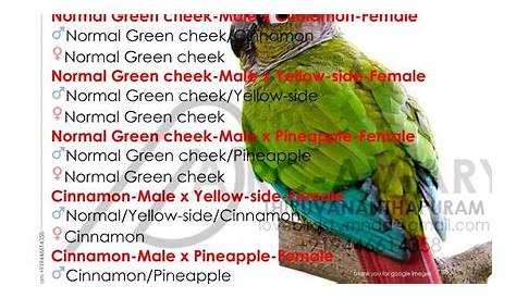 Green-cheek Conure Combination Breeding Results.