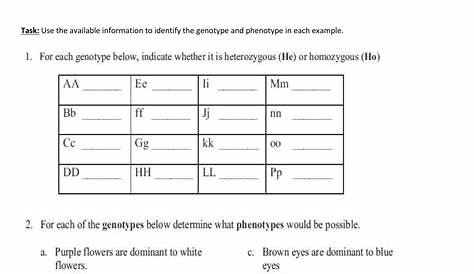 genotype and phenotype worksheets