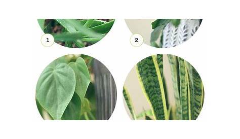 House Plant Identification | Indoor plants, Plants, Banana plants