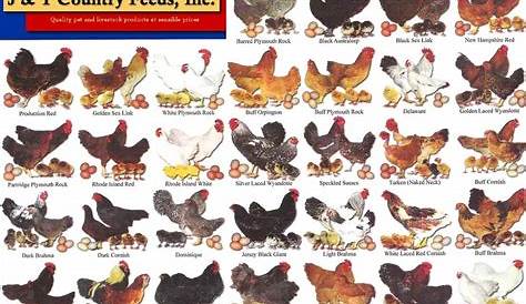chart of chicken breeds with pictures