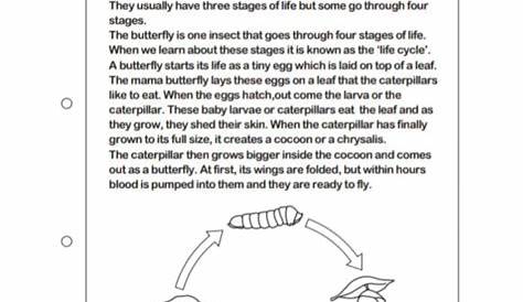 life cycle worksheets for 2nd