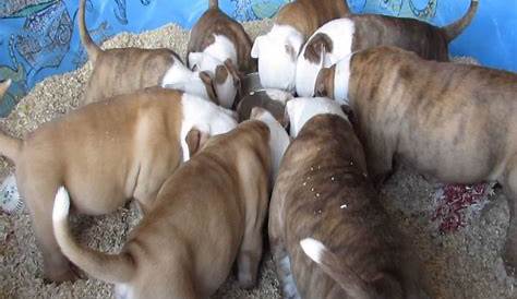 8 Essential Nutrients American Bully Puppies Need To Grow Strong