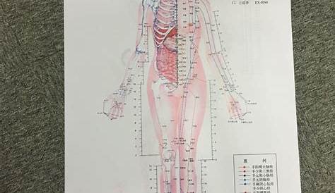 Chinese Medical Acupuncture Points Charts (7 pieces/set) - Chinese