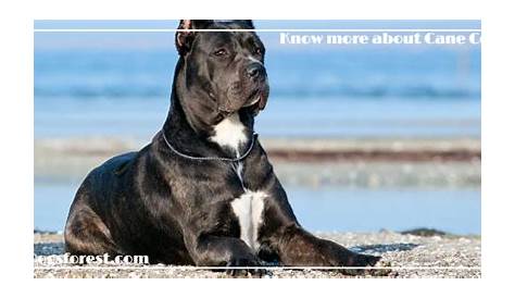 cane corso growth chart weight