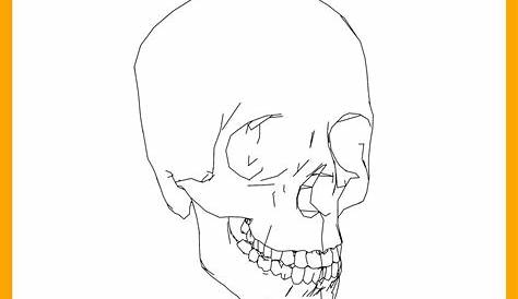 anatomy skull coloring pages printable