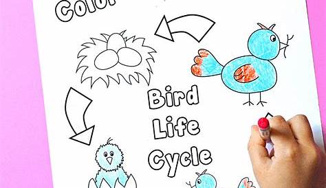 Printable Diagram of the Life Cycle of a Bird for Preschool