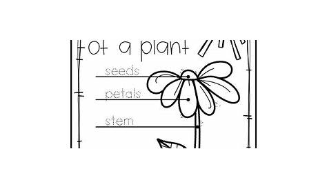 plant activities for pre k