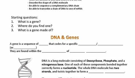 Dna - Worksheet | ADN | ARN