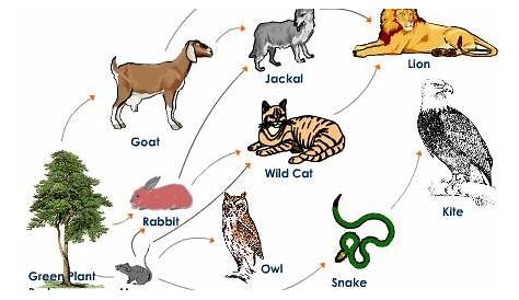 Biology help: Food web diagram