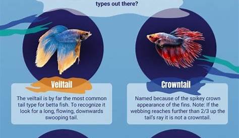 Data Chart : Betta Fish Tail Types - Which Betta Fish Type Do You Have