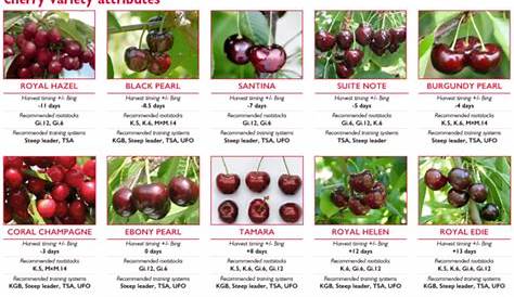 Some promising cherry variety picks | Good Fruit Grower