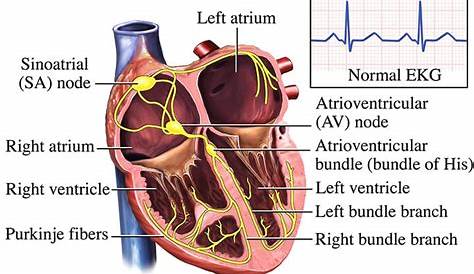 Arrhythmia | Irregular Heartbeat | Cardiac Electrophysiologist Houston, TX