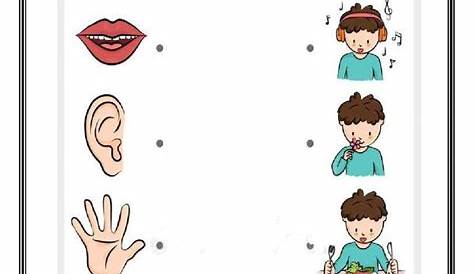 sense organs worksheet for kindergarten