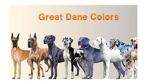 great dane color chart