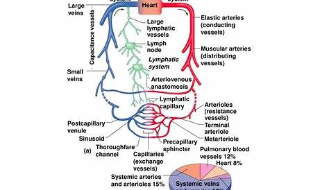 PPT - Chapter 19: Cardiovascular System: Blood Vessels PowerPoint