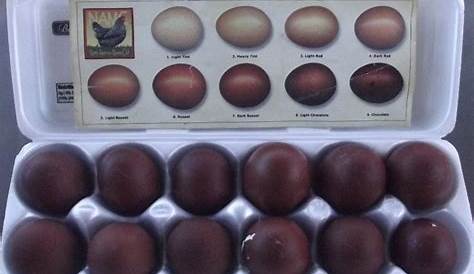 black copper maran egg color chart