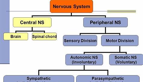 flow chart of nervous system