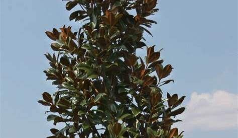 Dwarf Evergreen Magnolia Trees - Mbi Garden Plant