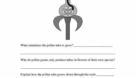 Flower Structure And Reproduction Worksheet - Flowers and Reproduction