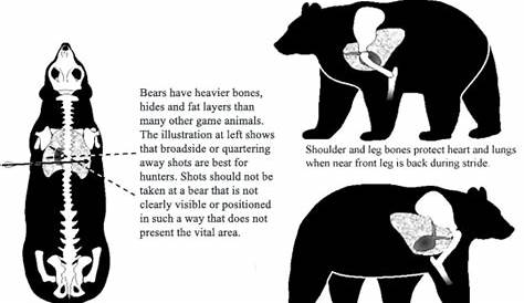 Bear Hunt Techniques