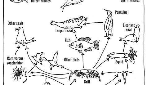 Seaweed In The Food Chain Science Year 8 Teacher Worksheet - What's