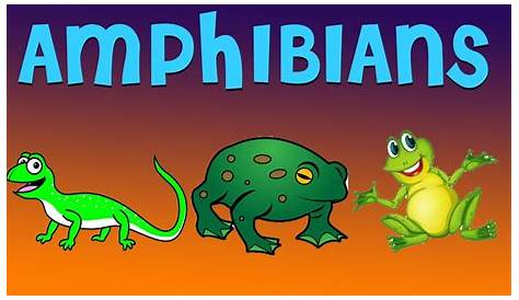 Amphibians | Educational Videos for Kids In English - YouTube
