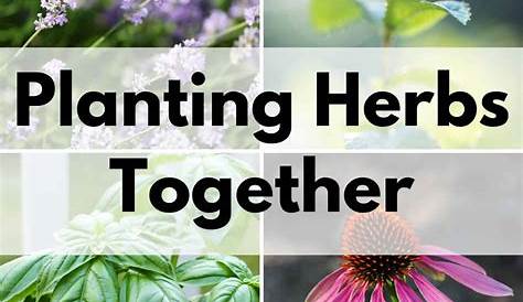 herbs that grow well together
