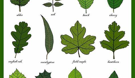 plant leaf identification chart
