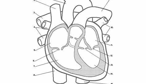 heart labeling worksheet