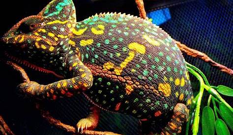 veiled chameleon color chart