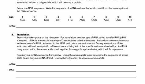 protein synthesis worksheets