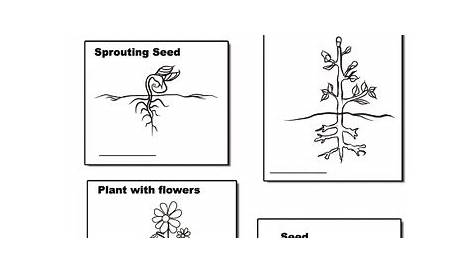 plant life cycle for kindergarten worksheet