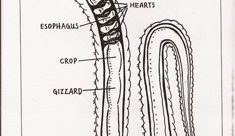 red wiggler earthworm anatomy - Google Search | Biology worksheet, Red