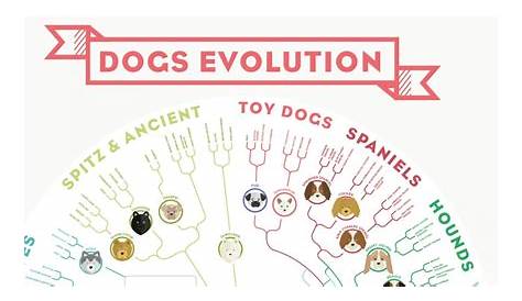 evolution of dogs chart