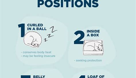 13 Common Cat Sleeping Positions & What They Mean – Furtropolis