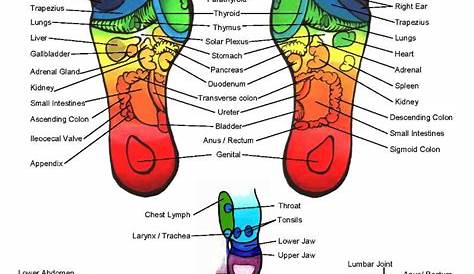 reflexology charts for feet