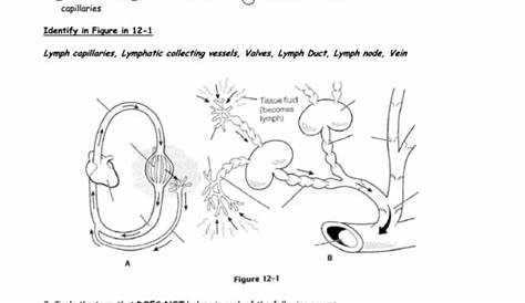 lymphatic system exercise worksheet answers