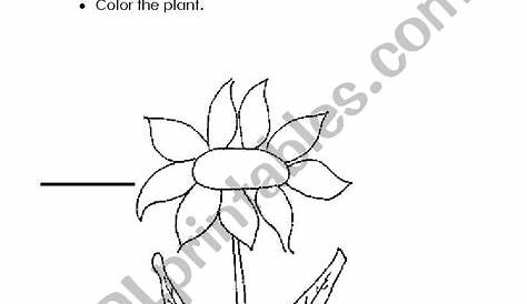 English worksheets: Parts of the plant
