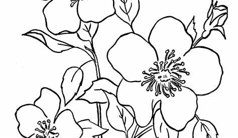 printable coloring pages free