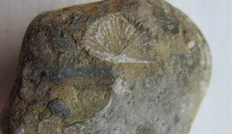 Lake Michigan Fossils - Fossil ID - The Fossil Forum