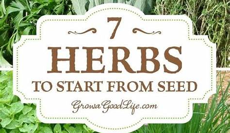Growing Herbs: 7 Herbs to Start from Seed | Growing herbs, Herbs