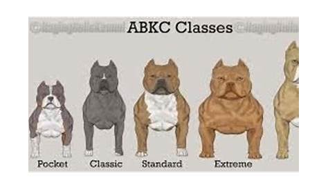 American Bullys: Height and Weight of An American Bully.