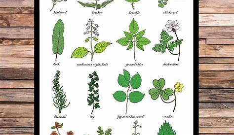 weed leaf problem chart