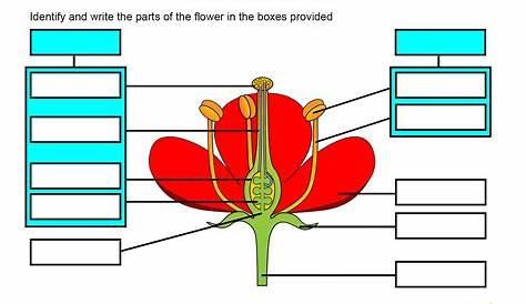 parts of a flower labelling worksheet