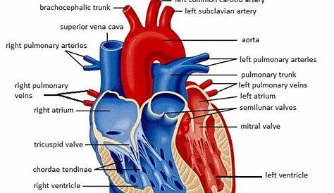 labelled diagram of heart a level - Clip Art Library
