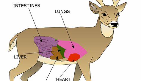 whitetail deer vitals chart