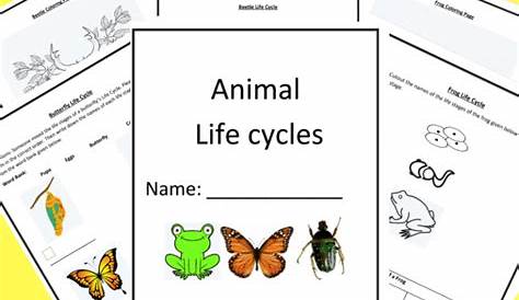 animal life cycle worksheets pdf