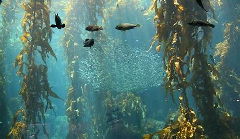 marine algae kelp worksheet answers