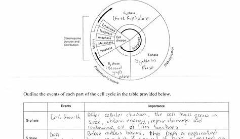 The Cell Cycle Worksheet Key