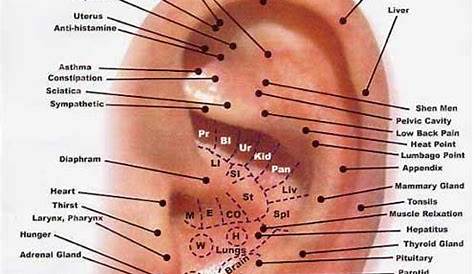 A "New" Kid in Town - Auricular Acupuncture - Heal With Acupuncture